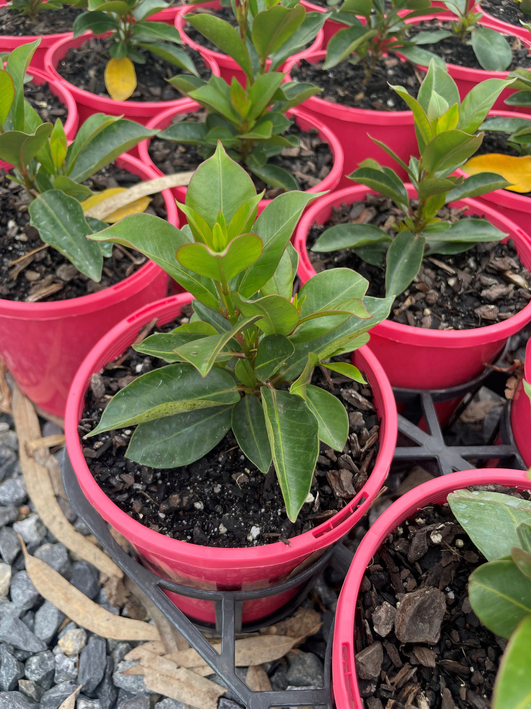 Mandevilla Hybrid &