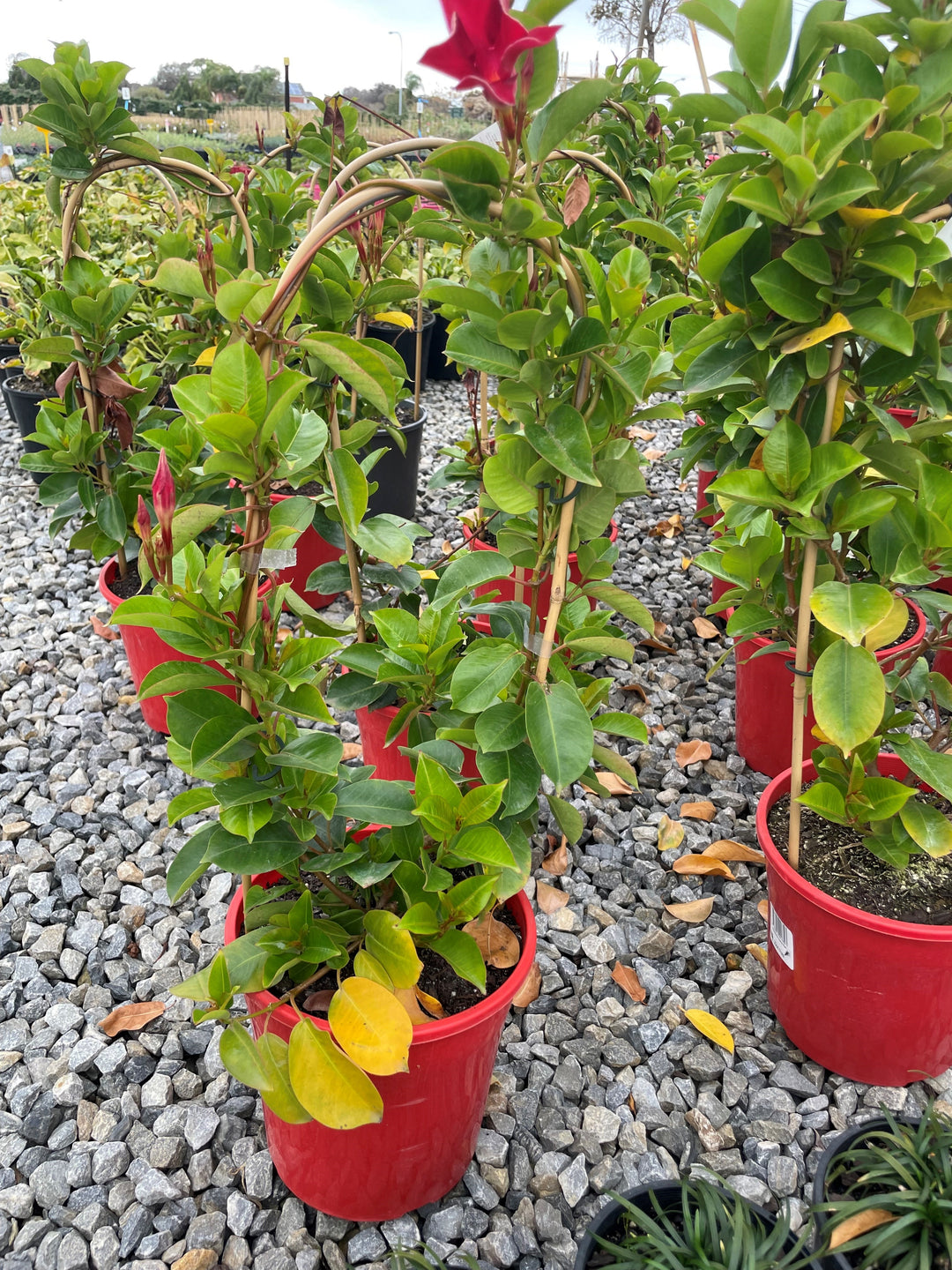 Mandevilla Hybrid &