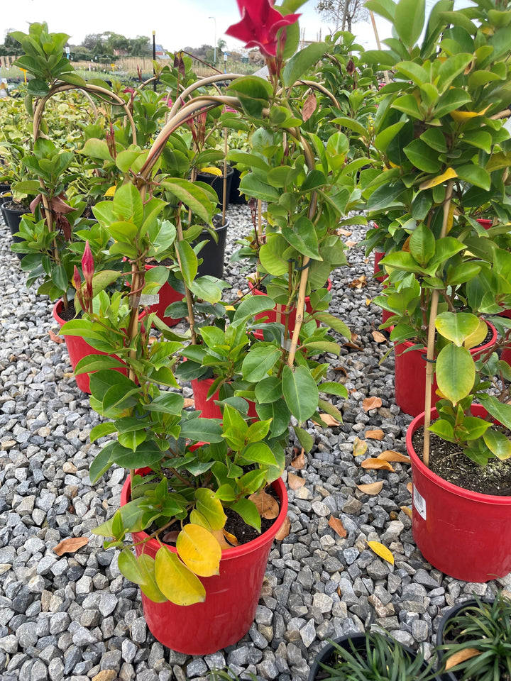 Mandevilla Hybrid &