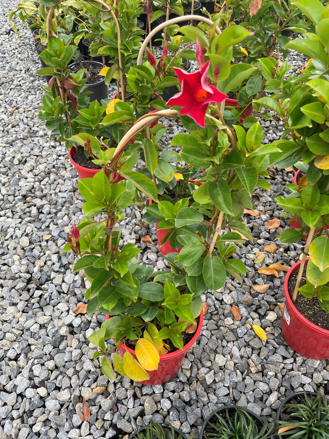 Mandevilla Hybrid &