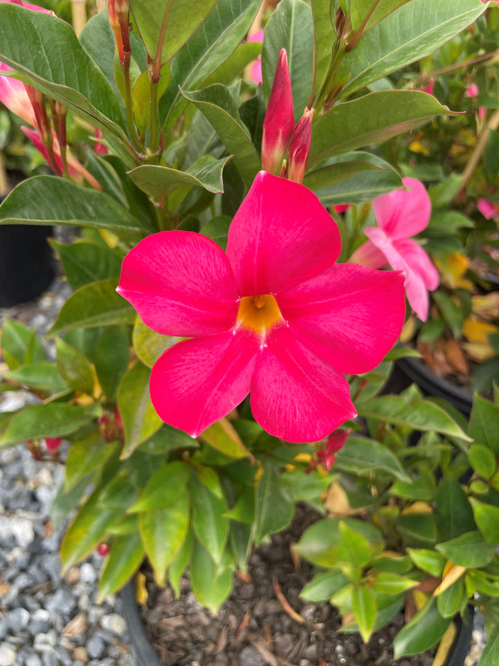 Mandevilla Hybrid &