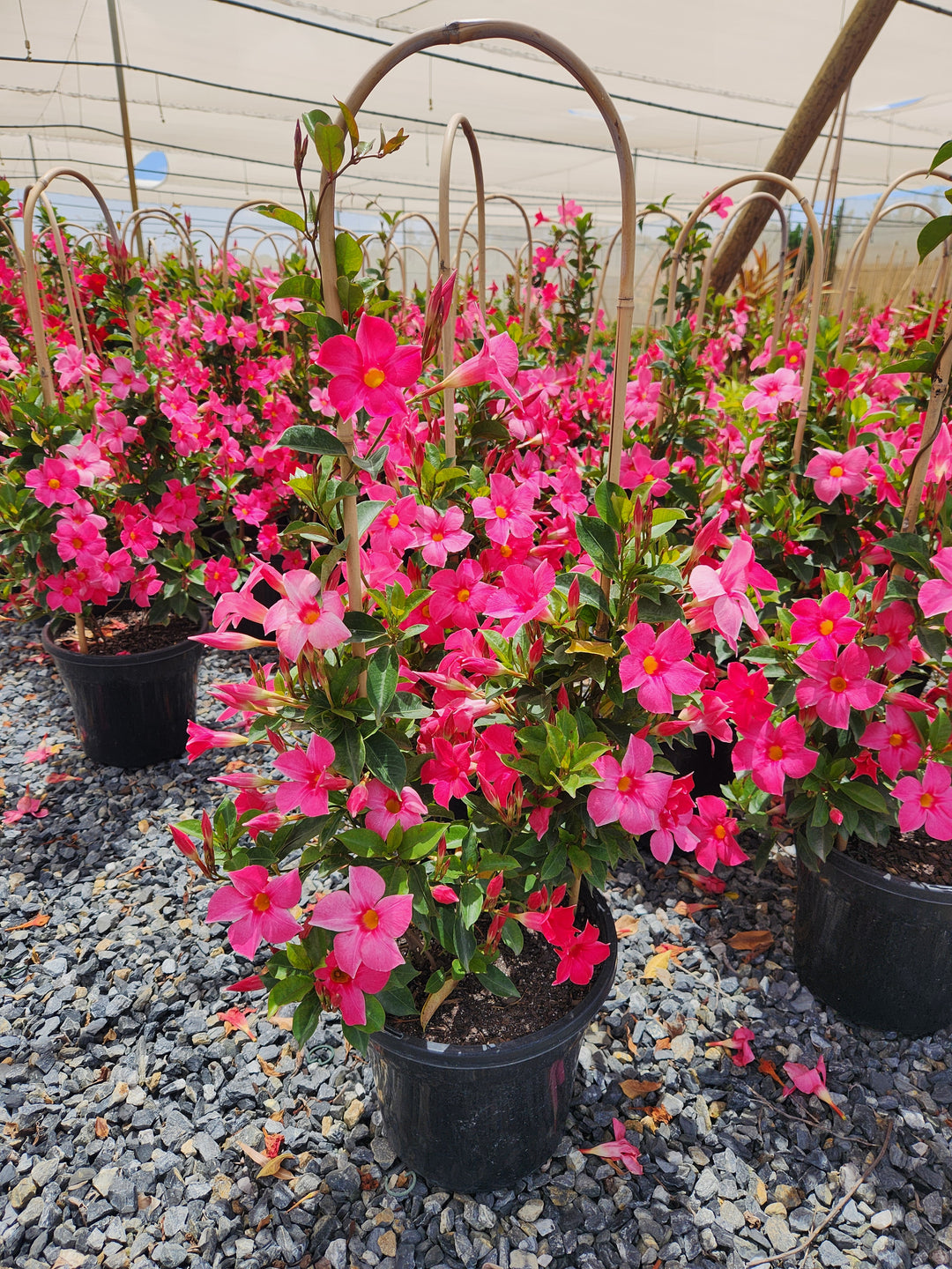 Mandevilla Hybrid &
