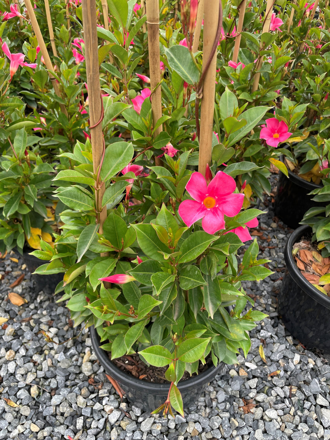 Mandevilla Hybrid &