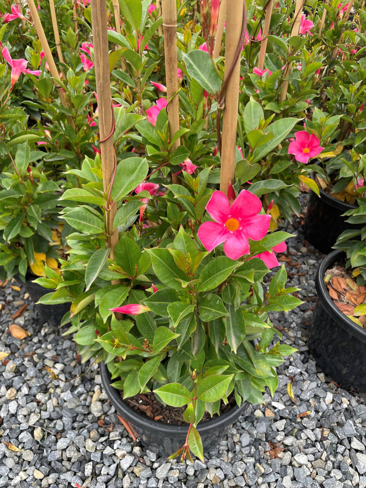 Mandevilla Hybrid &