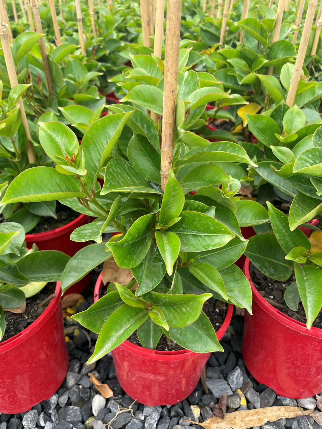 Mandevilla Hybrid 'Aloha Red'