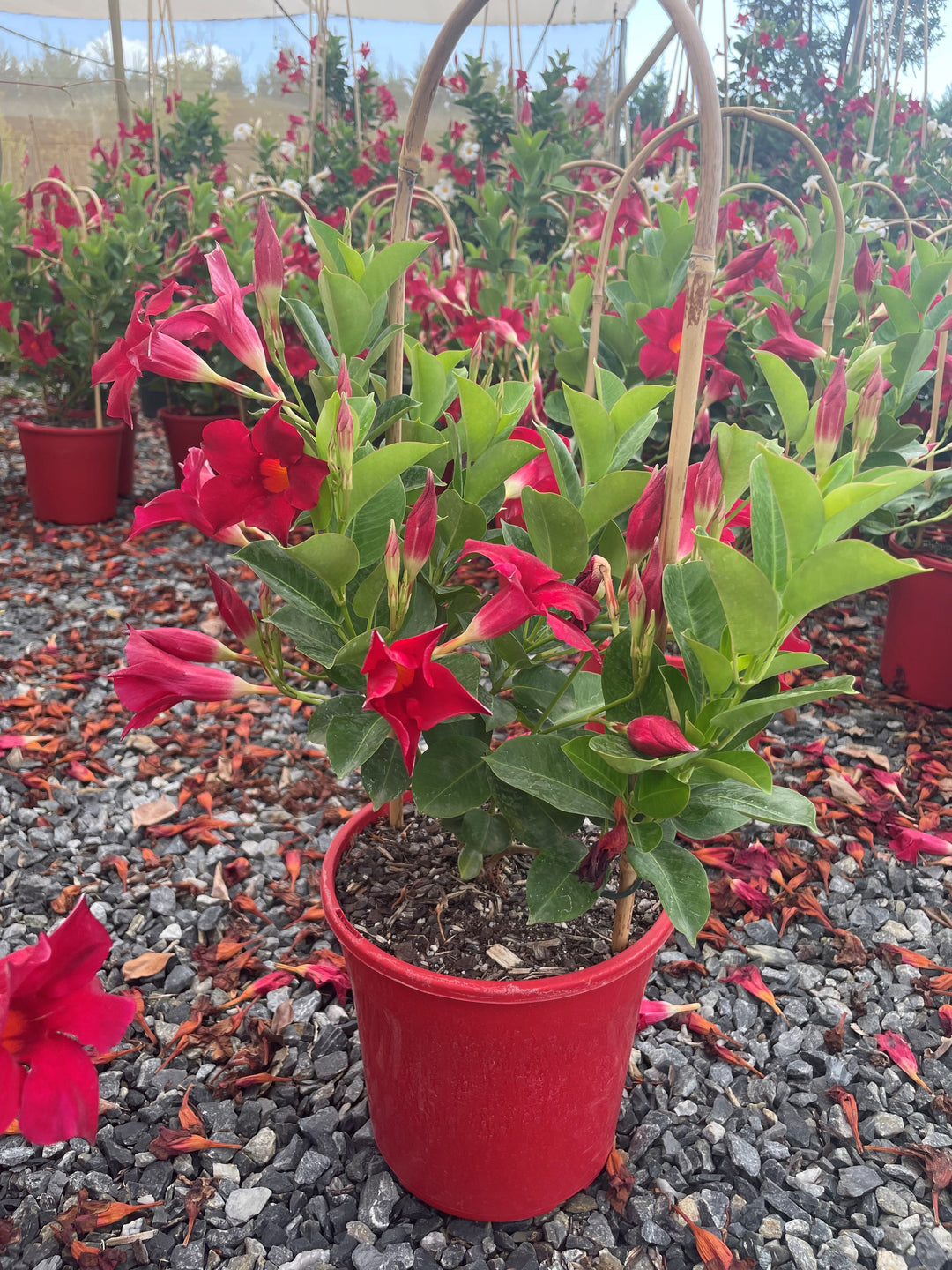 Mandevilla Hybrid 'Aloha Red'