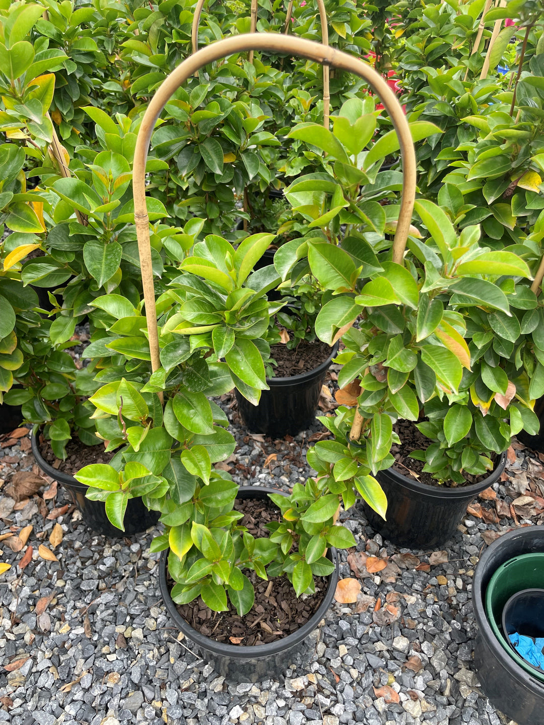 Mandevilla Hybrid 'Aloha Red'