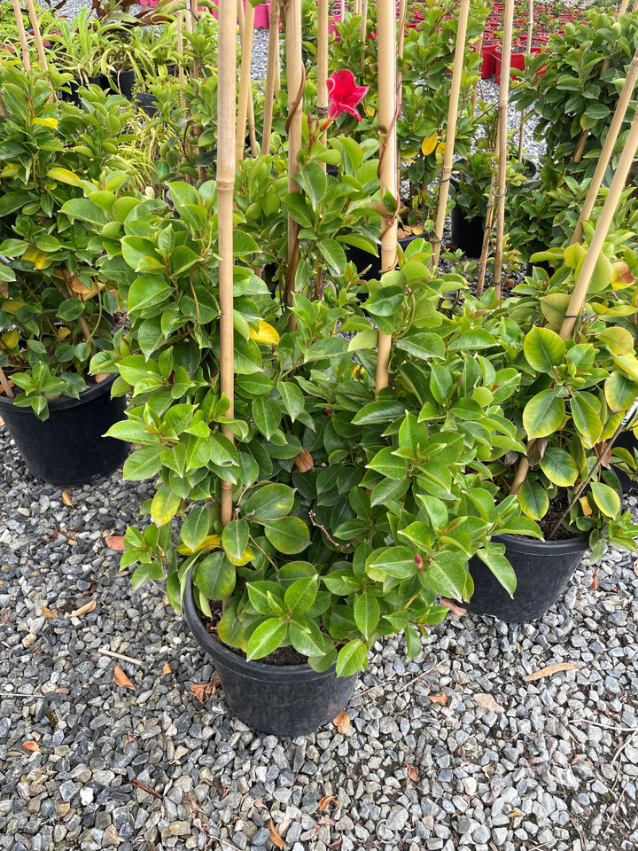 Mandevilla Hybrid 'Aloha Red'