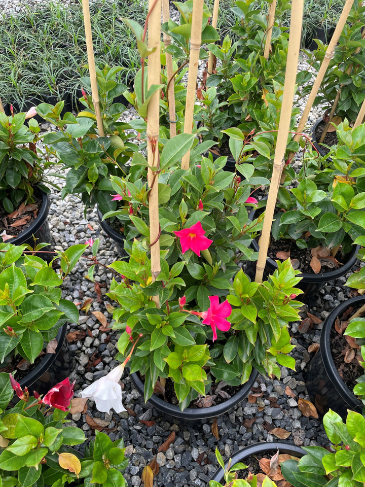 Mandevilla hybrid &