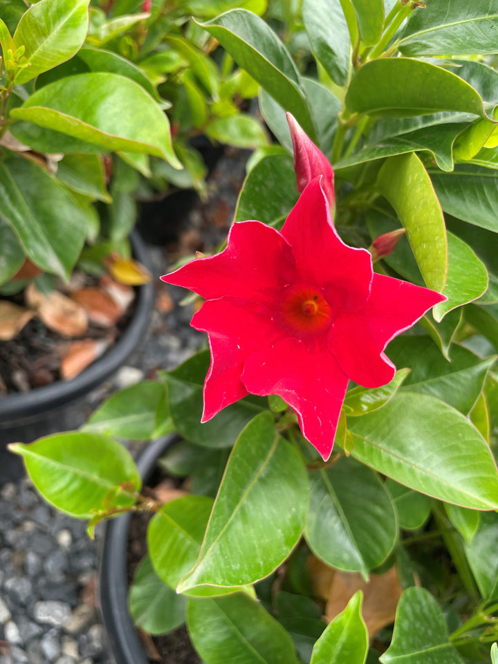 Mandevilla hybrid &