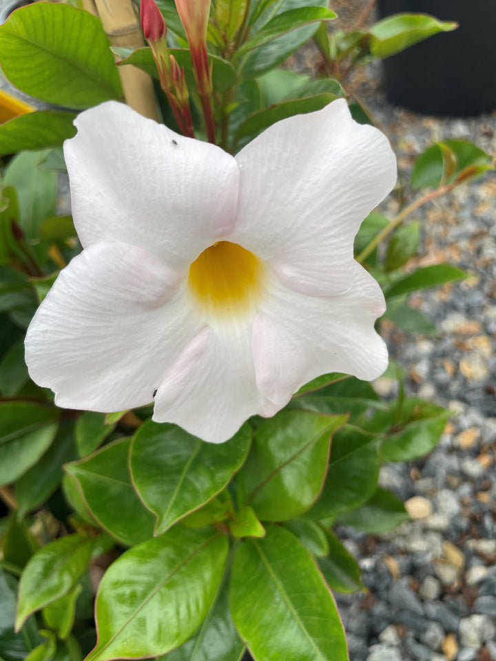 Mandevilla hybrid &