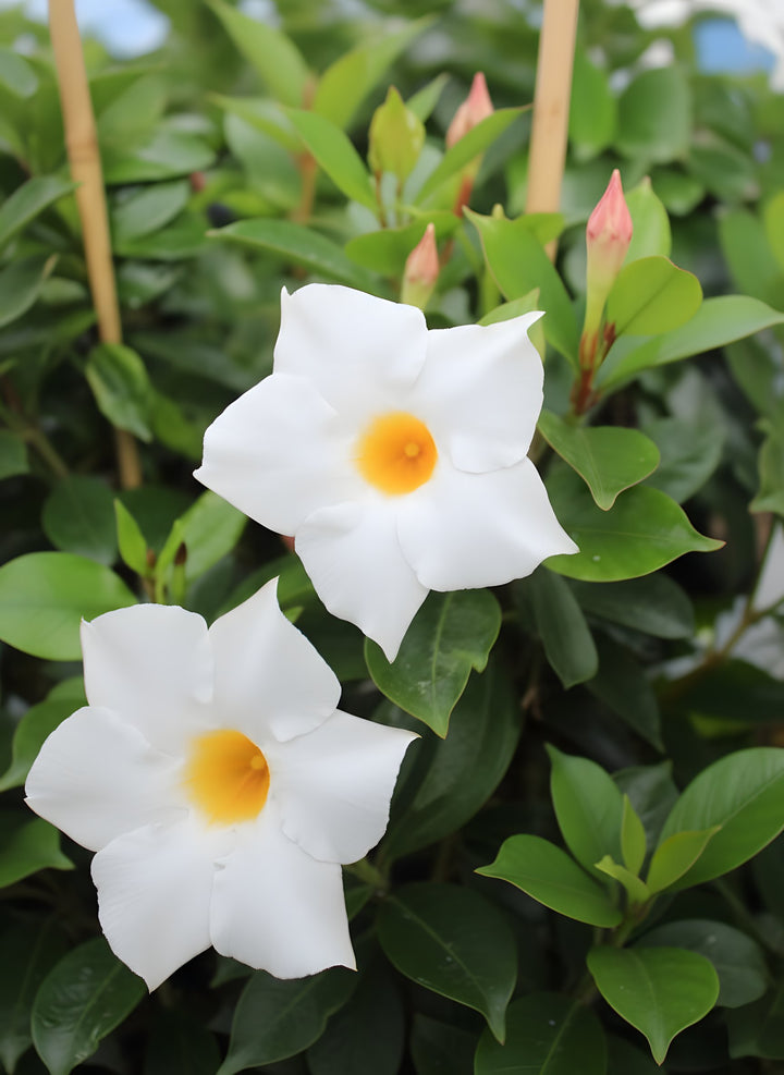 Mandevilla Hybrid &