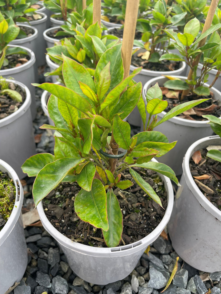 Mandevilla Hybrid 'Aloha Bright White'