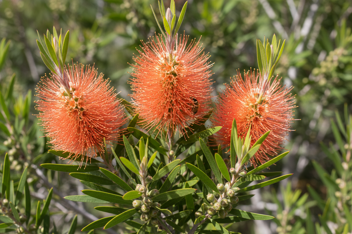 Melaleuca Fulgens 'Apricot Delight'
