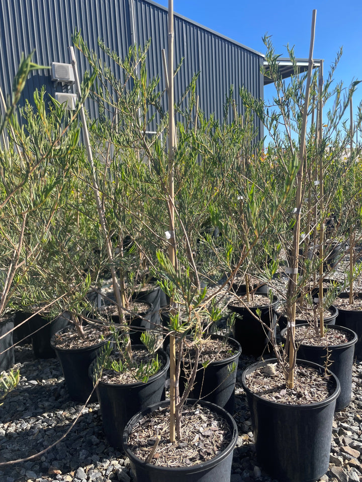 Melaleuca Fulgens 'Apricot Delight'