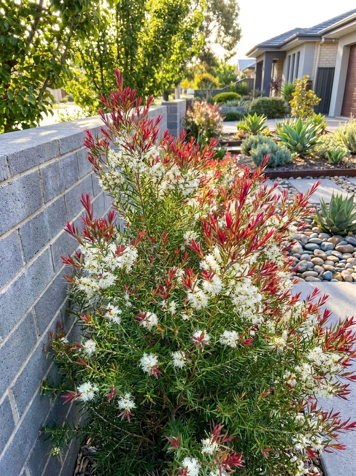 Melaleuca linariifolia &