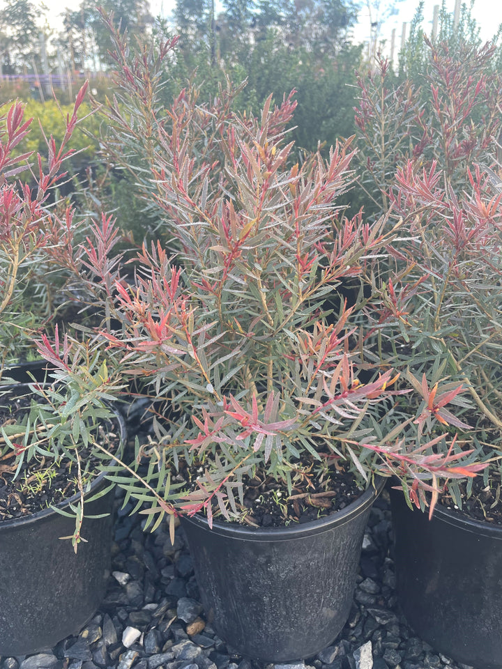 Melaleuca linariifolia &