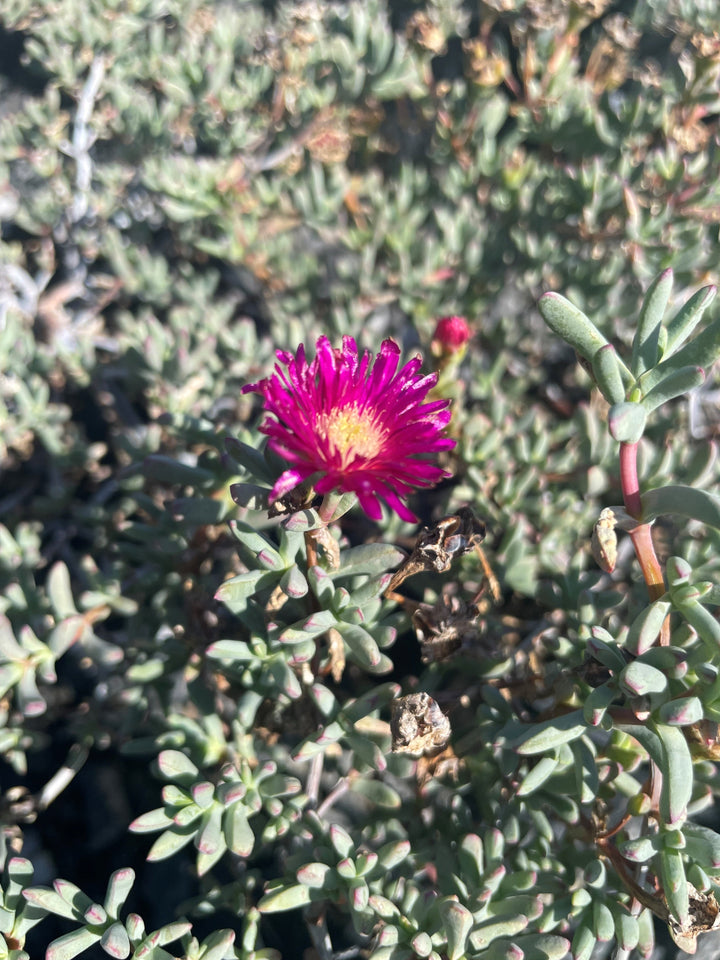 Mesembryanthemum crystallinum Purple 140mm Pot for sale Adelaide Plant Co
