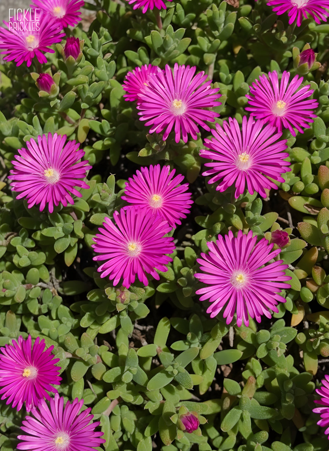 Mesembryanthemum crystallinum Pink 140mm Pot for sale Adelaide Plant Co