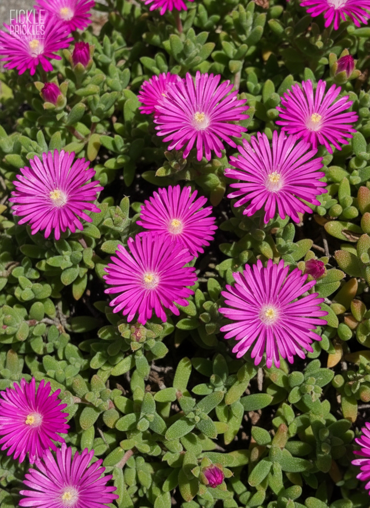 Mesembryanthemum crystallinium Pink