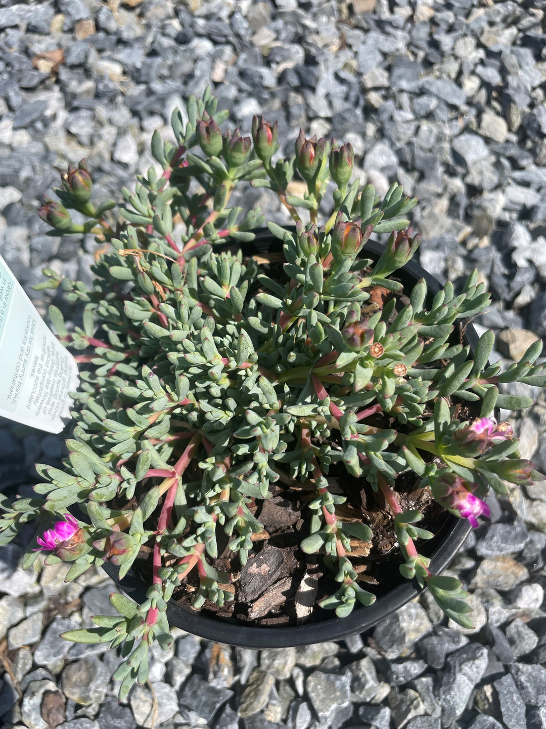 Mesembryanthemum crystallinium Pink