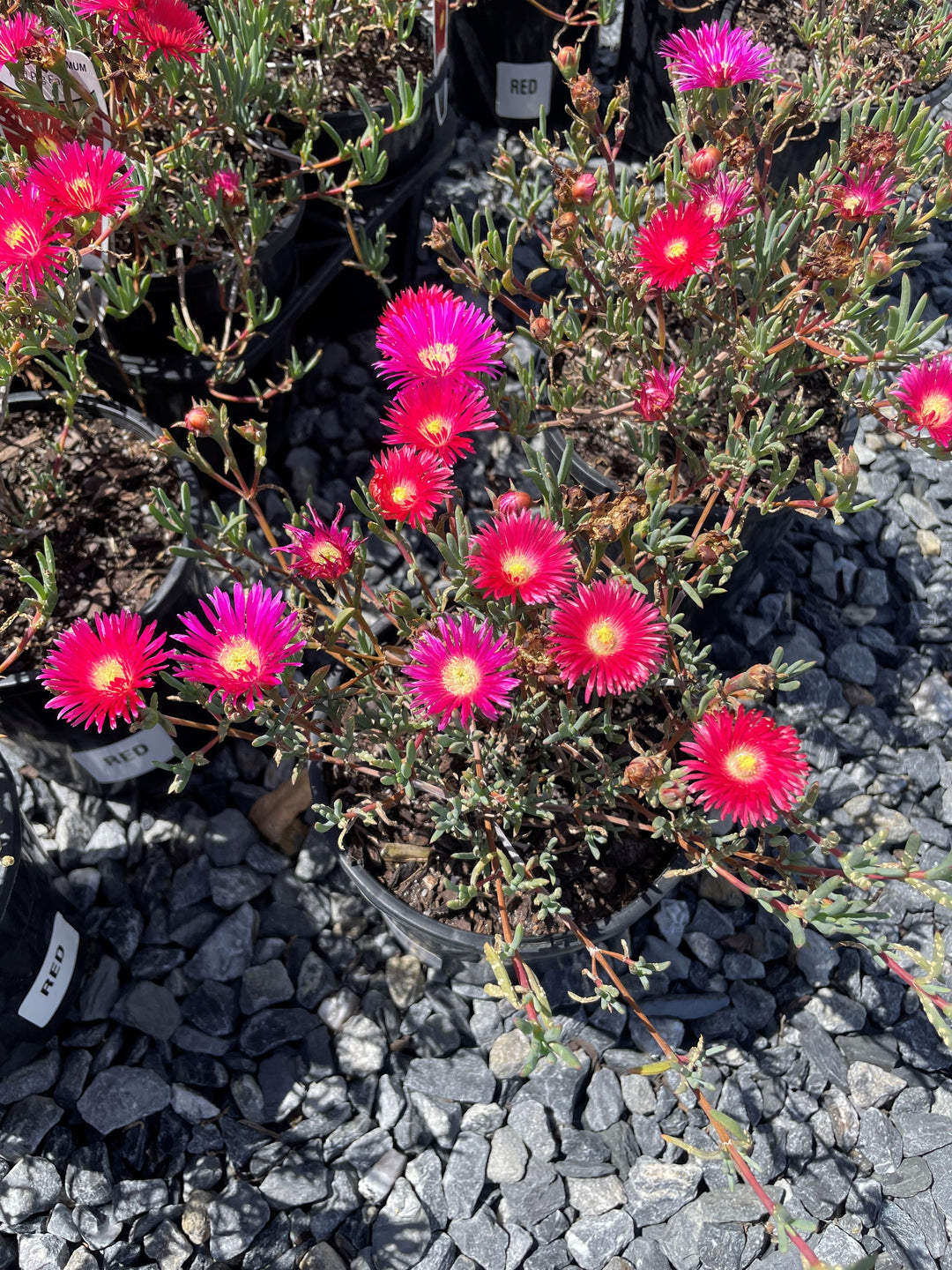 Mesembryanthemum crystallinum Red 140mm Pot for sale Adelaide Plant Co
