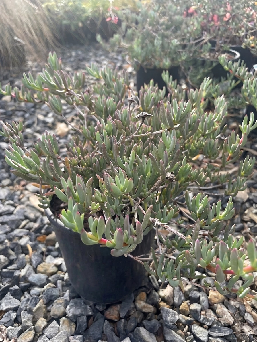 Mesembryanthemum crystallinum Red 140mm Pot for sale Adelaide Plant Co