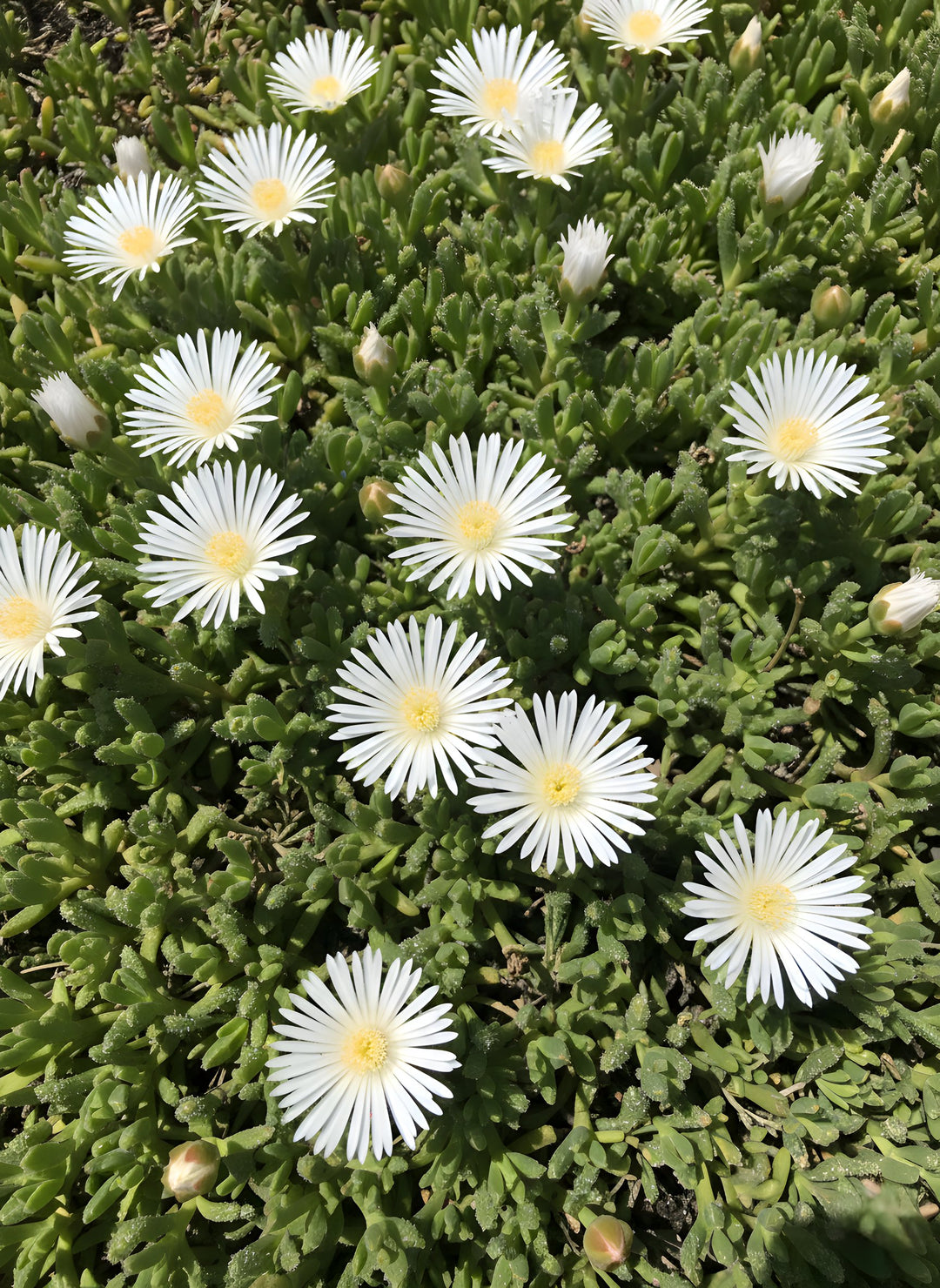 Mesembryanthemum Crystallinum White 140mm Pot for sale Adelaide Plant Co
