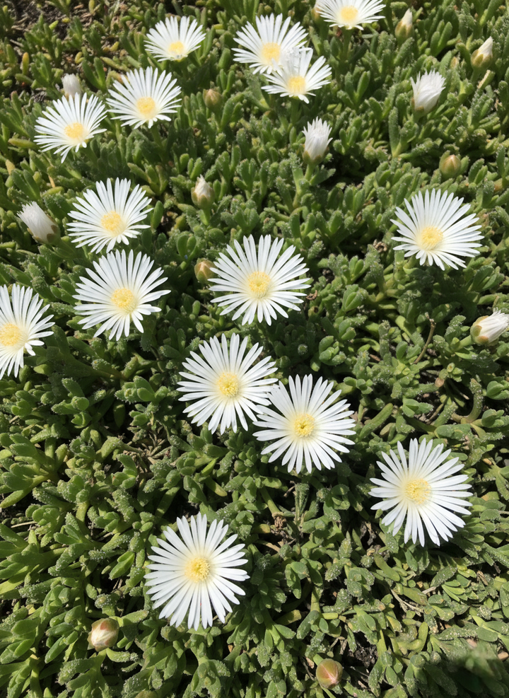 Mesembyranthemum Crystallinum White