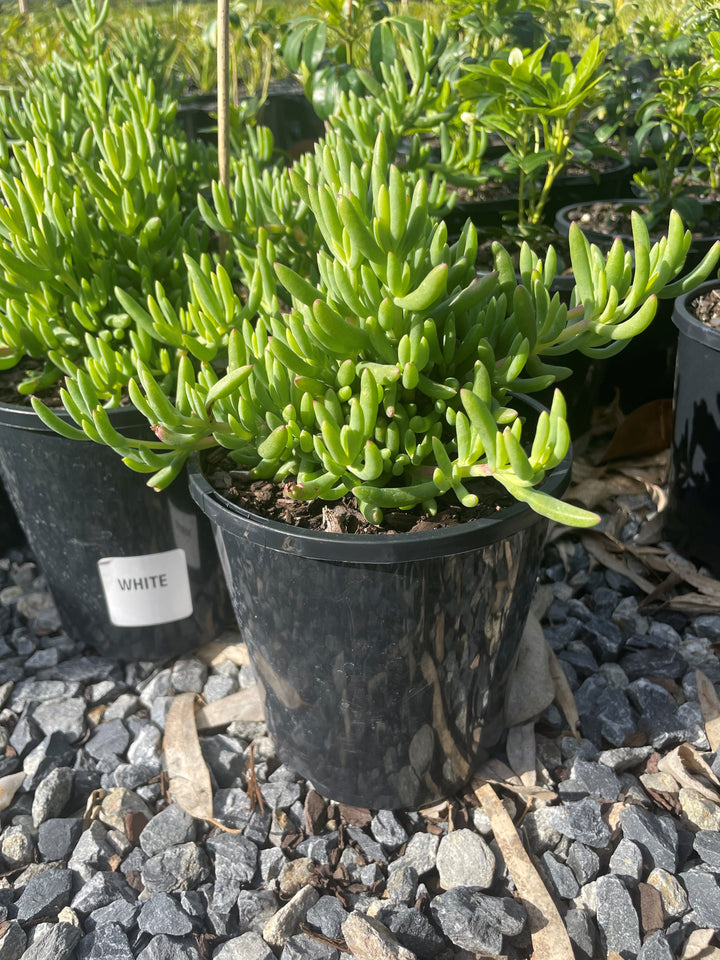Mesembyranthemum Crystallinum White