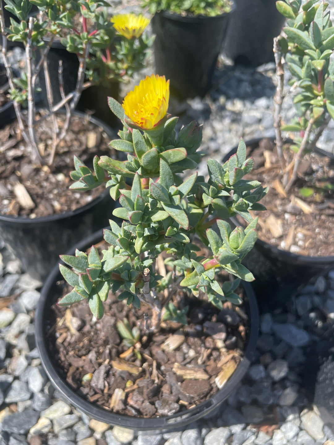 Mesembryanthemum crystallinum Yellow 140mm Pot for sale Adelaide Plant Co