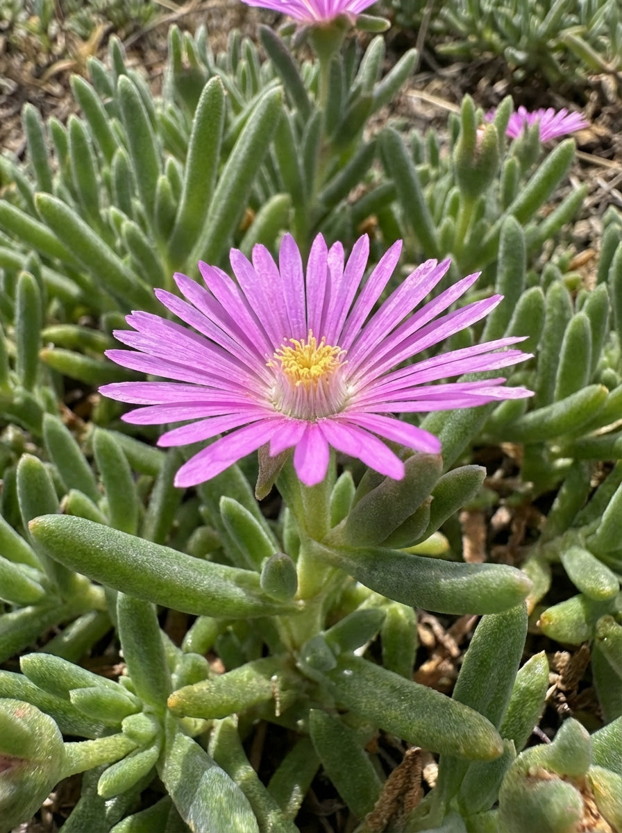 Mesembryanthemum crystallinum Mauve 140mm Pot for sale Adelaide Plant Co