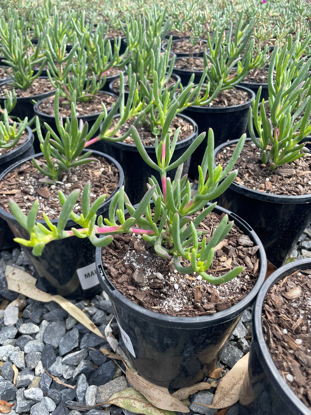 Mesembryanthemum crystallinum Mauve for sale Adelaide Plant Co