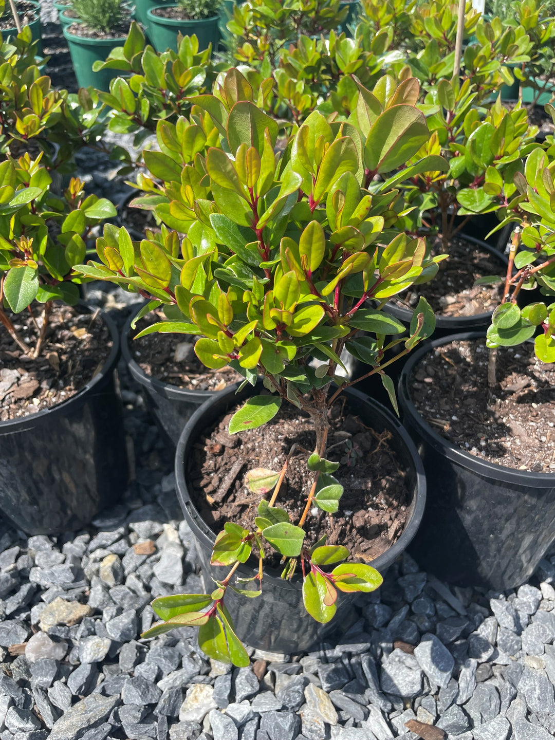 Metrosideros Excelsa 'Mini Christmas'