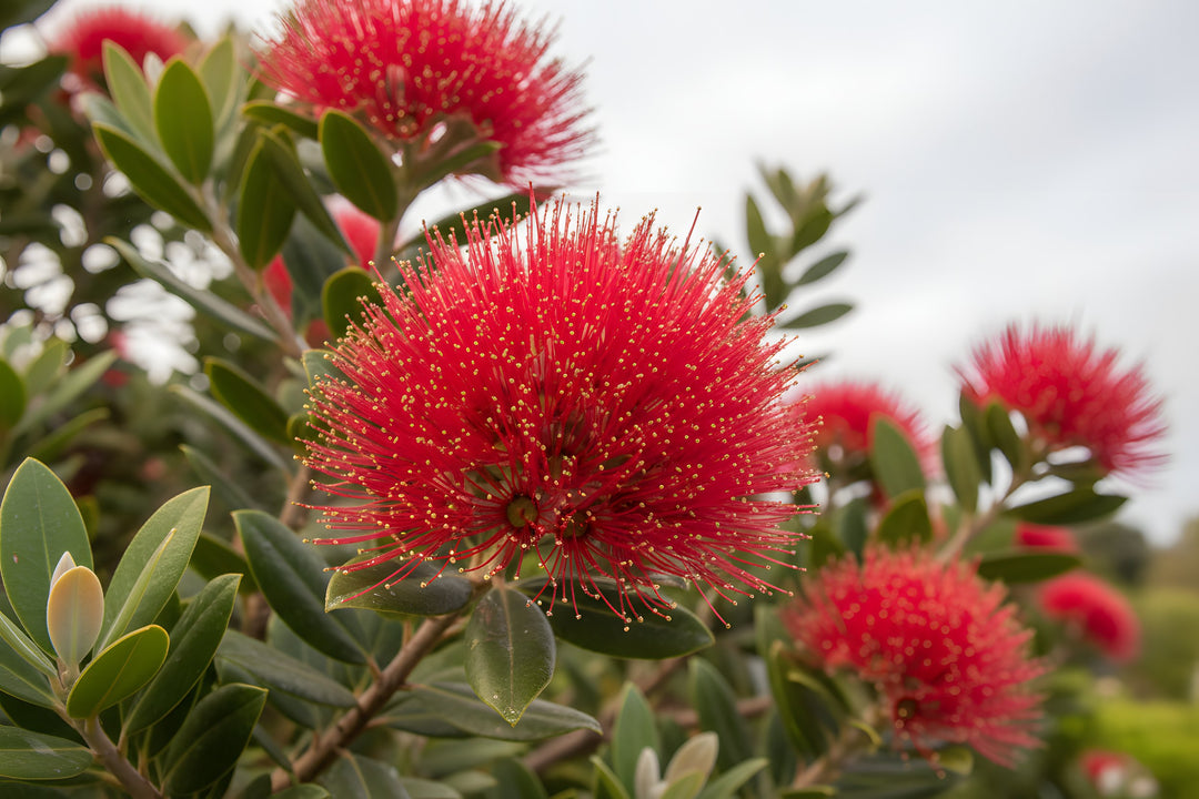 Metrosideros Excelsa 'Mini Christmas' 140mm Pot for sale Adelaide Plant Co