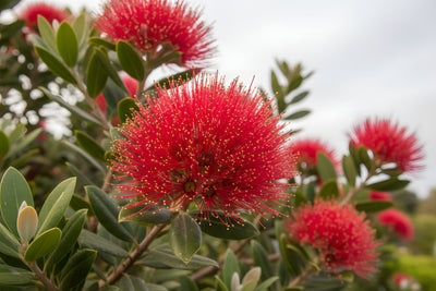 Metrosideros Excelsa 'Mini Christmas' 140mm Pot for sale Adelaide Plant Co