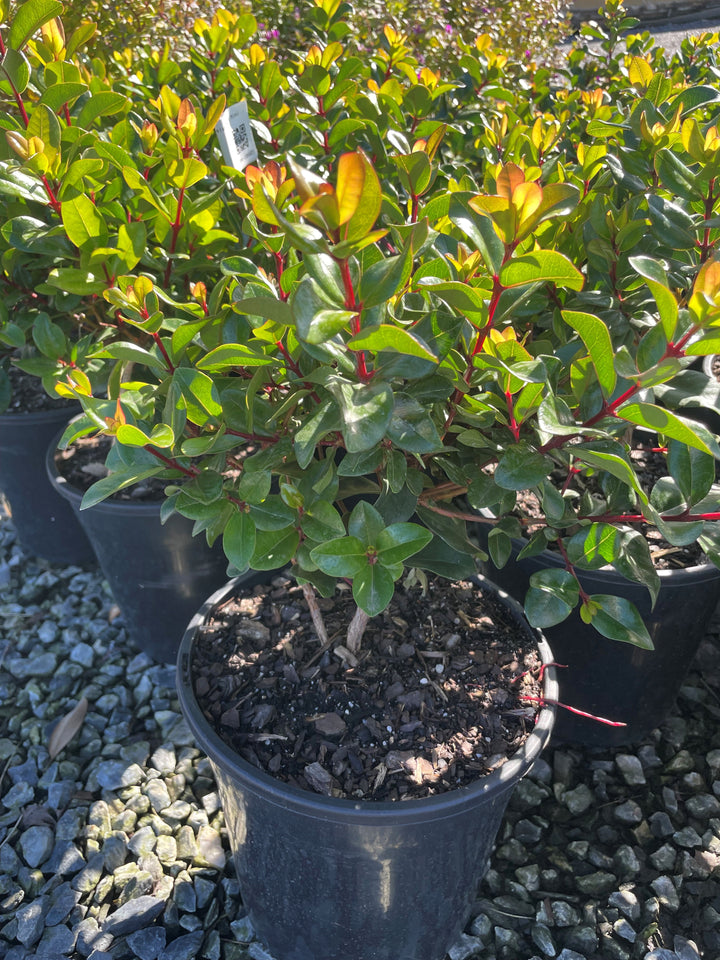 Metrosideros Excelsa 'Mini Christmas'