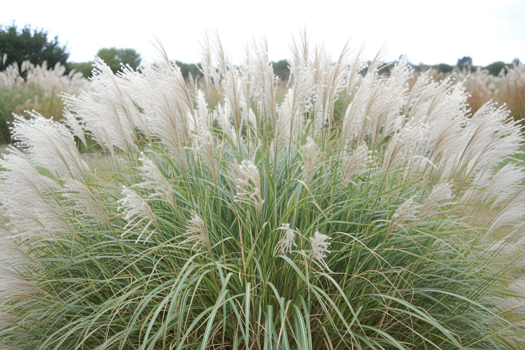 Miscanthus Sinensis 140mm Pot for sale Adelaide Plant Co