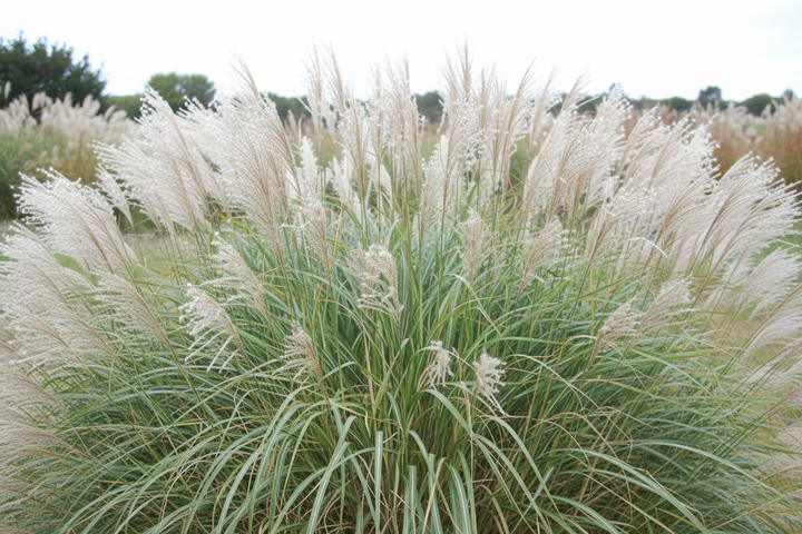 Miscanthus Sinensis