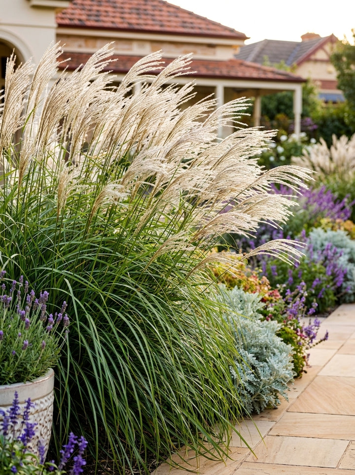 Miscanthus sinensis &