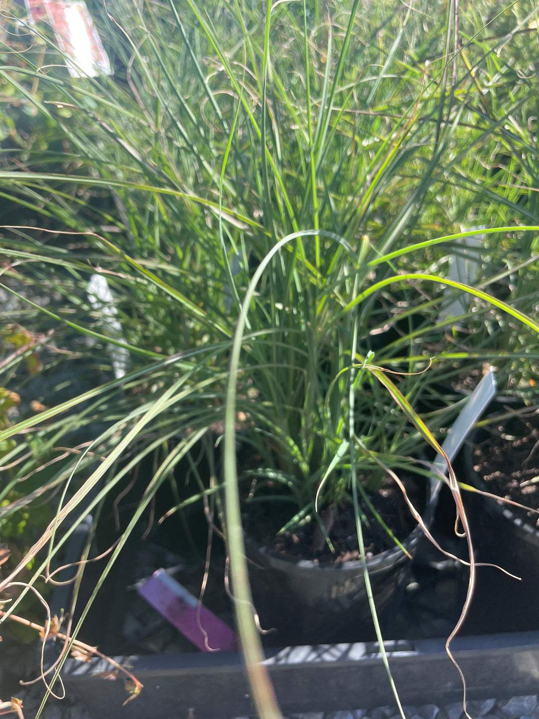 Miscanthus sinensis &