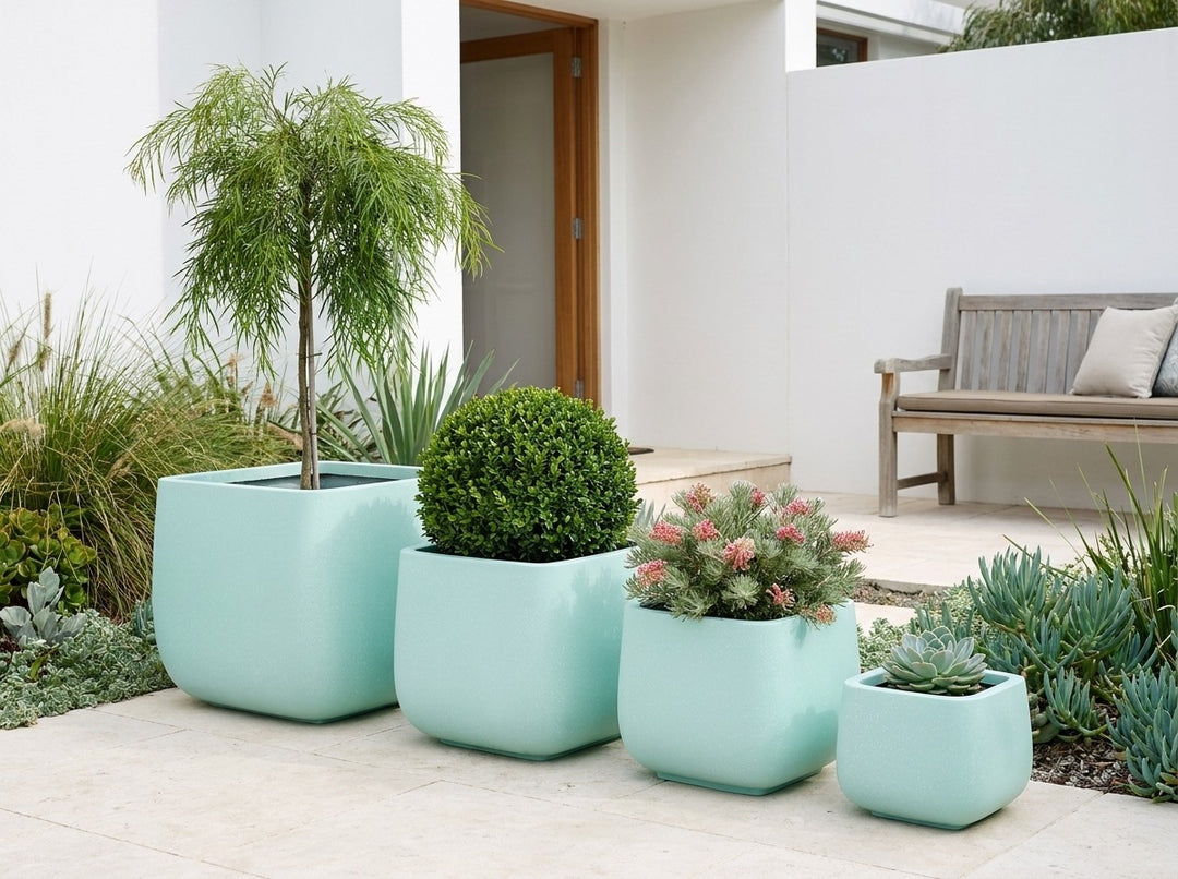 Monarch Squat planter pots in soft mint-aqua Blue matte, all four sizes planted with an Acacia Waterfall standard, buxus ball, Grevillea and echeveria in a coastal courtyard