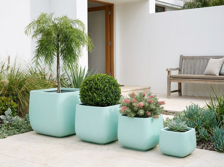 Monarch Squat planter pots in soft mint-aqua Blue matte, all four sizes planted with an Acacia Waterfall standard, buxus ball, Grevillea and echeveria in a coastal courtyard