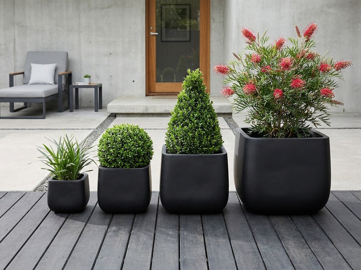 Monarch Squat planter pots in near-black Raven matte, all four sizes planted with a flowering Grevillea, Lilly Pilly cone, buxus ball and Dianella on a charcoal timber deck