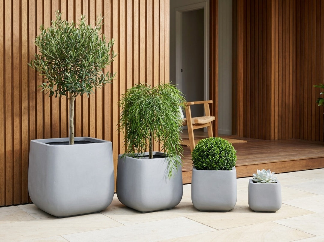 Monarch Squat planter pots in mid-grey Stirling matte, all four sizes planted with an olive standard, Acacia Waterfall, buxus ball and echeveria at a timber-batten entry