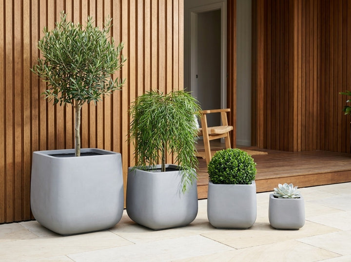 Monarch Squat planter pots in mid-grey Stirling matte, all four sizes planted with an olive standard, Acacia Waterfall, buxus ball and echeveria at a timber-batten entry