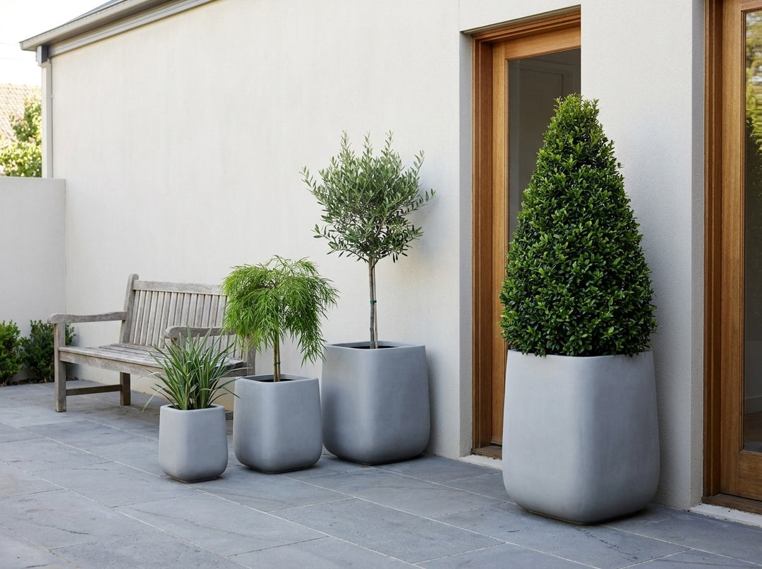 Monarch Tall planter pots in mid-grey Stirling matte, all four sizes planted with a Lilly Pilly cone topiary, olive standard, Acacia Waterfall and Dianella in a bluestone courtyard