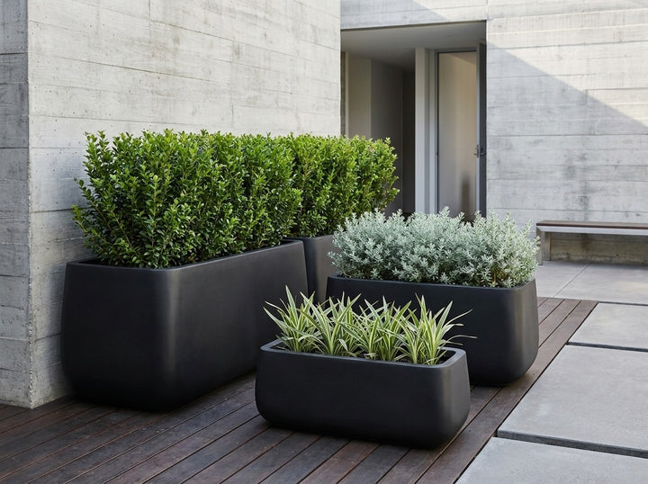 Monarch Trough planters in near-black Raven matte, all three sizes planted with a Lilly Pilly hedge row, silver Westringia and Dianella in a concrete courtyard