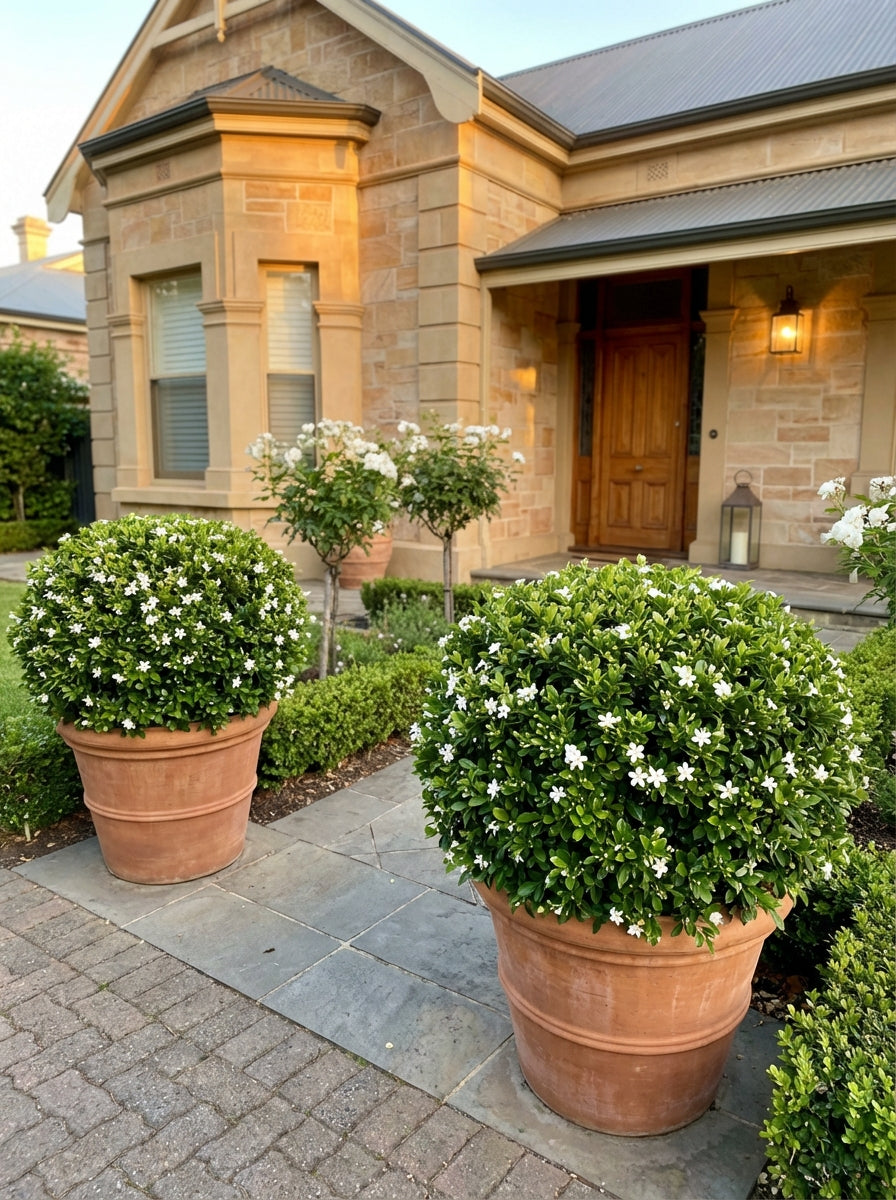 Murraya Paniculata 140mm Pot for sale Adelaide Plant Co