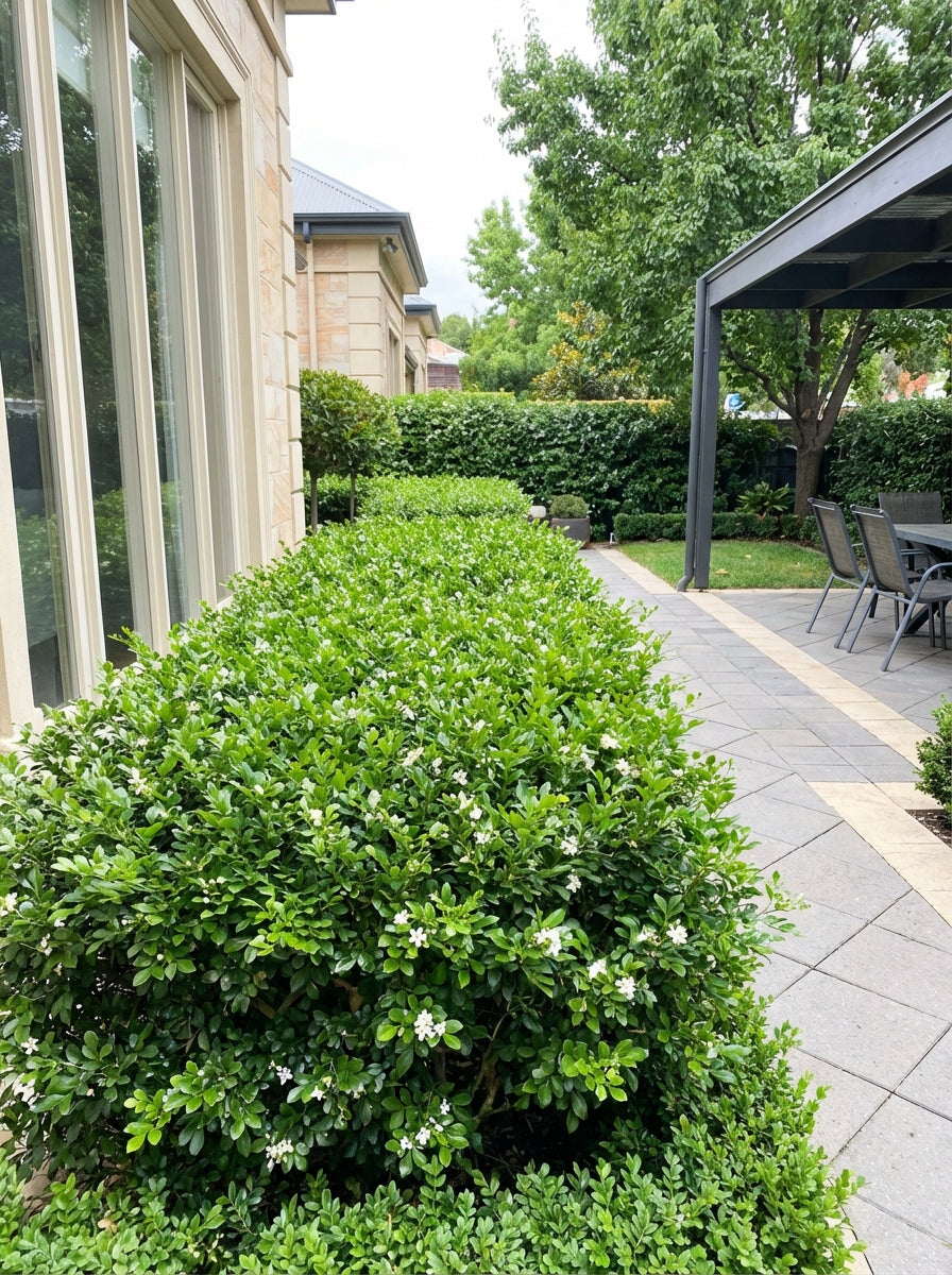 Murraya Paniculata 200mm Pot for sale Adelaide Plant Co